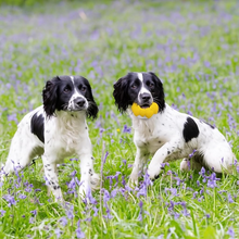 Load image into Gallery viewer, SURSFLY Dog Toys Aggressive Chewers - Interactive Puppy Toys 2 in 1 Treat and Tough Dog Chew Toys for Boredom - Doughnut Shape (Bright Yellow)